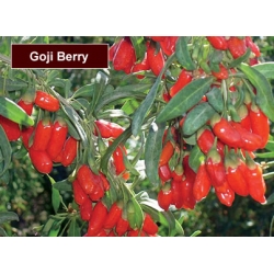 75 - 100 cm ' lik Goji Berry Fidanı ( Sezonda Meyve Verecek Fidan)